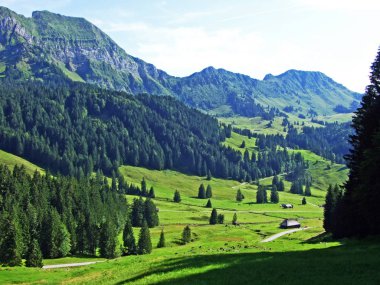 Alpstein Sıradağları 'nın yamaçlarında ağaçlar ve dökmeyen ormanlar-St. Gallen Kantonu, Isviçre