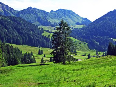 Alpstein Sıradağları yamaçlarında alp mera ve çayırlar-St. Gallen Kantonu, Isviçre
