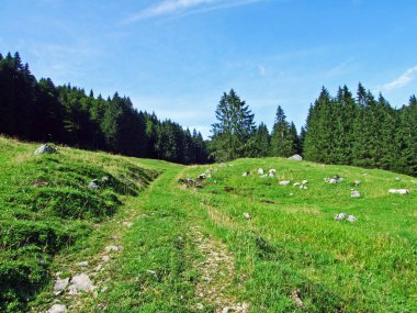 Alpstein Sıradağları yamaçlarında alp mera ve çayırlar-St. Gallen Kantonu, Isviçre