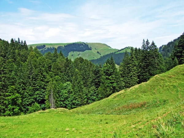 Arbres Forêts Feuilles Persistantes Des Pentes Chaîne Montagnes Alpstein Canton — Photo