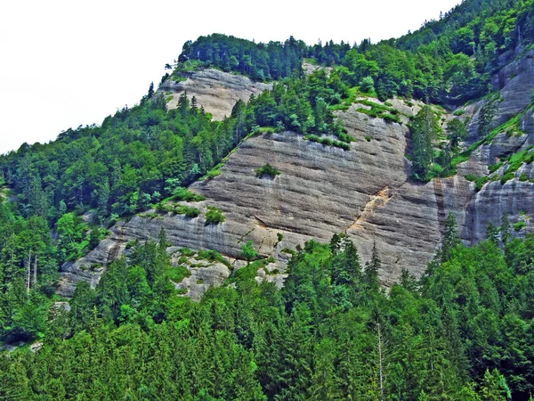 Stromy Stálezelené Lesy Svazích Horského Pohoří Alpstein Kantony Gallen Švýcarsko — Stock fotografie