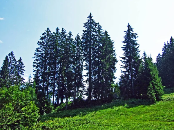 Stromy Stálezelené Lesy Svazích Horského Pohoří Alpstein Kantony Gallen Švýcarsko — Stock fotografie