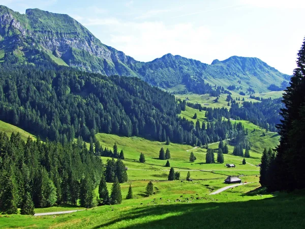 Árboles Bosques Siempreverdes Las Laderas Cordillera Alpstein Cantón Gallen Suiza — Foto de Stock