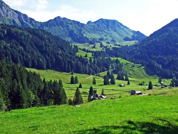 Bomen Groenblijvende Bossen Van Hellingen Van Alpstein Bergketen Kanton Gallen — Stockfoto