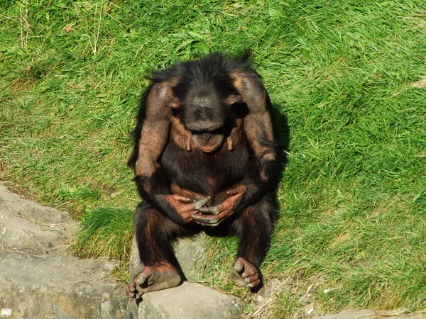 Smutná Opice Zajetí Zahrady Zoo Gossau Kanton Gallen — Stock fotografie