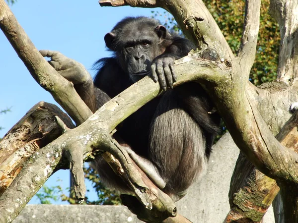 Smutný Pohled Osamělou Opici Abenteurlandu Walter Zoo Gossau Kanton Gallen — Stock fotografie