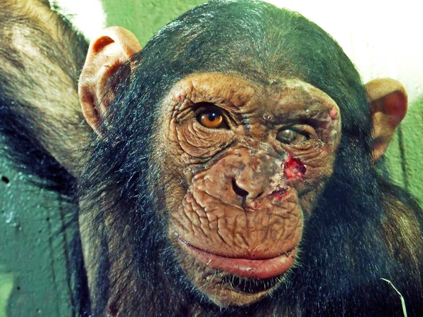Θλιβερή Θέα Της Μοναχικής Μαϊμούς Αμπγκλούρλαντ Γουόλτερ Ζωολογικός Κήπος Γκόσου — Φωτογραφία Αρχείου