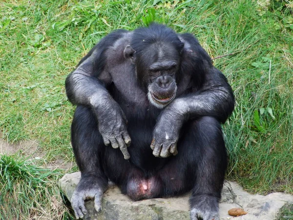 Chimpanzee Pan Troglodytes Also Common Chimpanzee Robust Chimpanzee Chimp Der — Stock Photo, Image