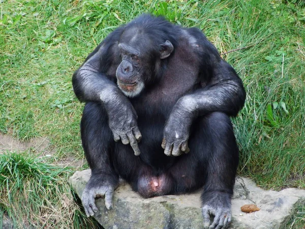 Šimpanz Pan Troglodytes Také Běžný Šimpanz Mohutný Šimpanz Šimpanz Nebo — Stock fotografie