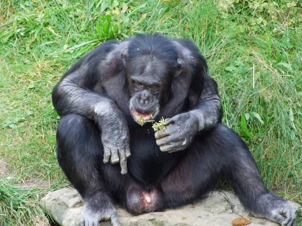 Chimpanzé Pan Troglodytes Aussi Chimpanzé Commun Chimpanzé Robuste Chimpanzé Der — Photo