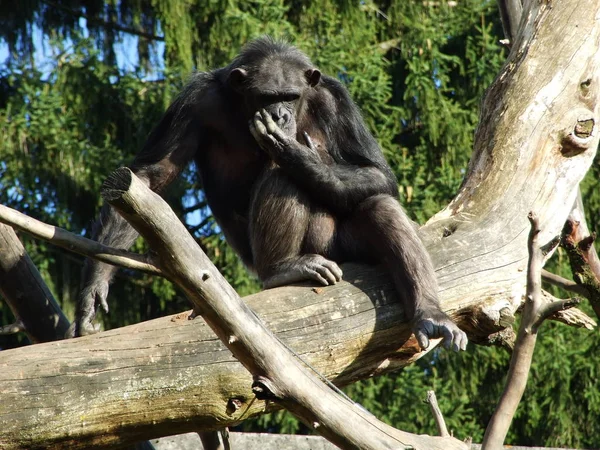 Šimpanz Pan Troglodytes Také Běžný Šimpanz Mohutný Šimpanz Šimpanz Nebo — Stock fotografie