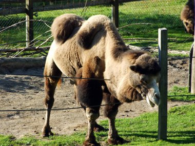 Vahşi Bactrian deve (camelus ferus), das Trampeltier, Zweihockriges veya Baktrisches Kamel, Abenteurland Walter Hayvanat Bahçesi-Gossau, St. Gallen Kantonu