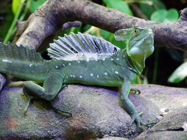 Plumed Basilisk Basiliscus Plumifrons Green Basilisk Double Crested Basilisk Jesus — Stock Photo, Image