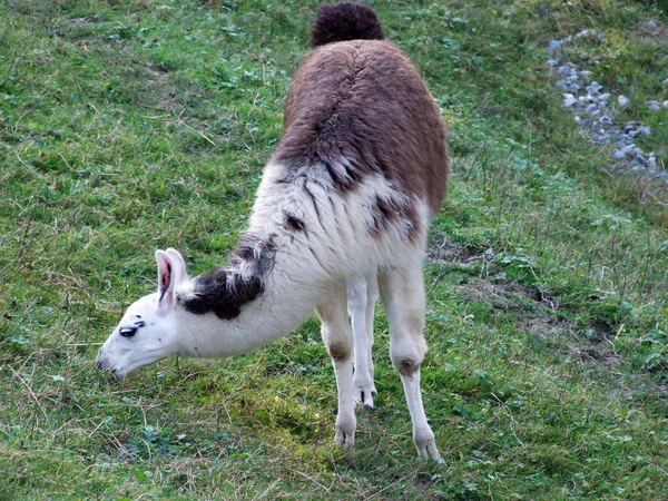 Lama (Lama Glama) veya das Lama, abenteurland Walter Hayvanat Bahçesi-Gossau, St. Gallen Kantonu