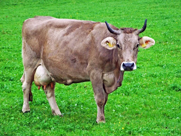 Koeien Aan Rand Van Obertoggenburg Regio Stein Kanton Van Gallen — Stockfoto