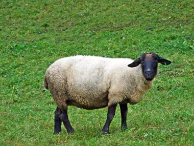 Obertoggenburg bölgesinin eteklerinde yer alan Sheeps, Stein-St. Gallen Kantonu, Isviçre