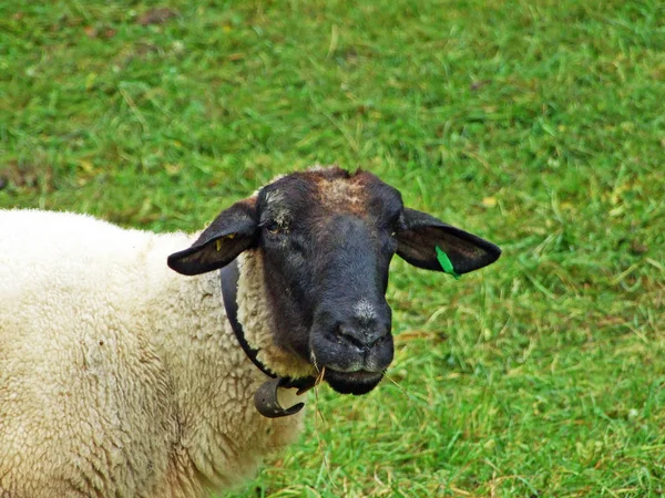 Sheeps Outskirts Obertoggenburg Region Stein Canton Gallen Switzerland — Stock Photo, Image