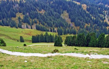 Obertoggenburg bölgesindeki ağaçlar ve dökmeyen ormanlar, Stein-St. Gallen Kantonu, Isviçre