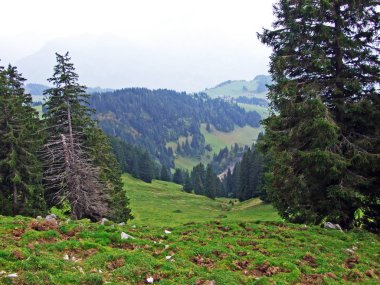 Obertoggenburg bölgesindeki ağaçlar ve dökmeyen ormanlar, Stein-St. Gallen Kantonu, Isviçre