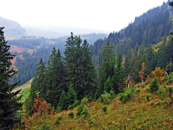 Bäume Und Immergrüne Wälder Obertoggenburg Stein Kanton Gallen Schweiz — Stockfoto