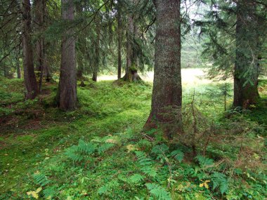 Obertoggenburg bölgesindeki ağaçlar ve dökmeyen ormanlar, Stein-St. Gallen Kantonu, Isviçre
