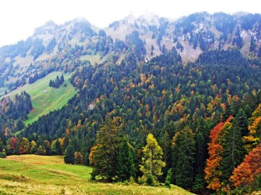 Obertoggenburg bölgesindeki ağaçlar ve karışımları ormanları, Stein-St. Gallen Kantonu, Isviçre