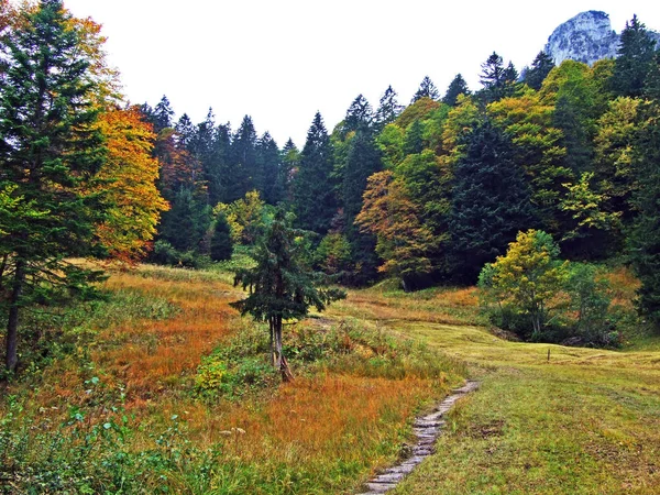 Árboles Mezclas Bosques Región Obertoggenburg Stein Cantón Gallen Suiza —  Fotos de Stock