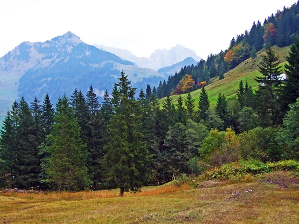 Stromy Směsi Lesů Regionu Obertoggenburg Stein Kantonu Gallen Švýcarsko — Stock fotografie