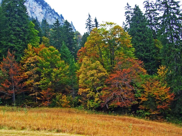 Árvores Florestas Mistas Região Obertoggenburg Stein Cantão Gallen Suíça — Fotografia de Stock