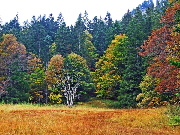 Árboles Mezclas Bosques Región Obertoggenburg Stein Cantón Gallen Suiza —  Fotos de Stock