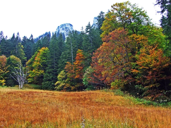 Bäume Und Mischwälder Obertoggenburg Stein Kanton Gallen Schweiz — Stockfoto