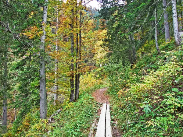 Trees Mixes Forests Obertoggenburg Region Stein Canton Gallen Switzerland — ストック写真