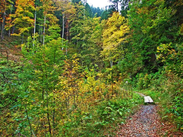 Дерева Суміші Лісу Obertoggenburg Регіоні Штайн Кантон Санкт Галлен Швейцарія — стокове фото