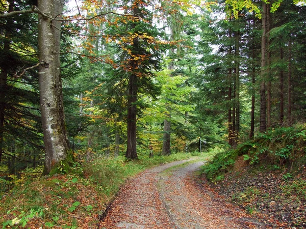 Drzewa Mieszanki Lasów Regionie Obertoggenburg Stein Canton Gallen Szwajcaria — Zdjęcie stockowe