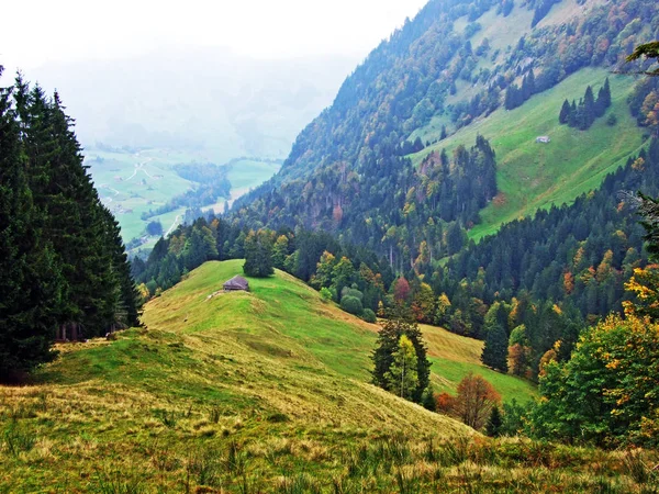 Träd Och Blandar Skogar Obertoggenburg Regionen Stein Kantonen Gallen Schweiz — Stockfoto