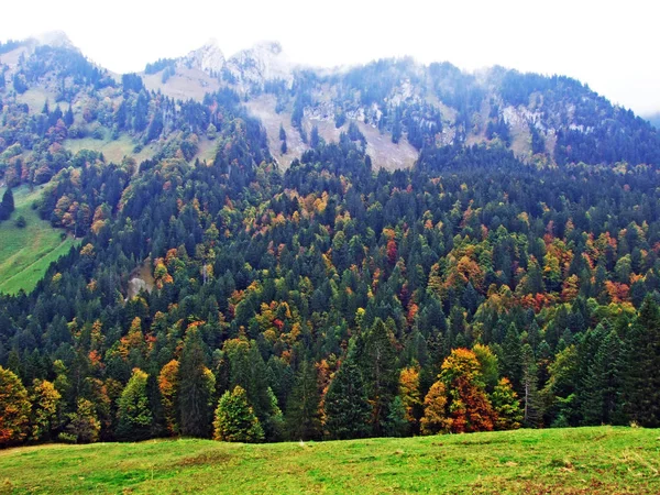 Stromy Směsi Lesů Regionu Obertoggenburg Stein Kantonu Gallen Švýcarsko — Stock fotografie