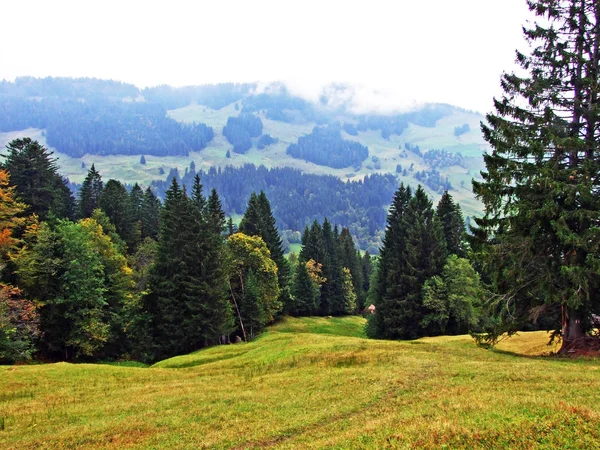 Drzewa Mieszanki Lasów Regionie Obertoggenburg Stein Canton Gallen Szwajcaria — Zdjęcie stockowe