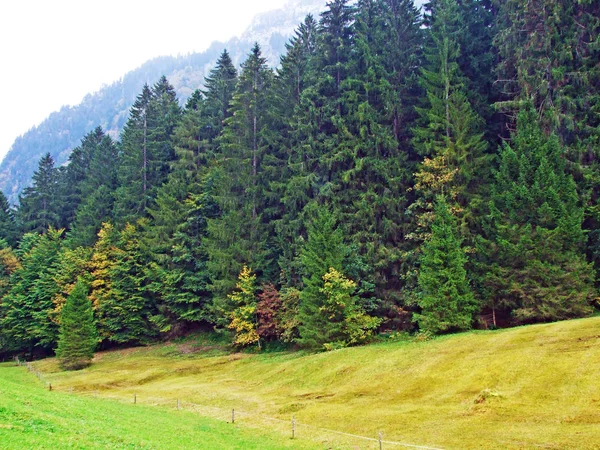 Träd Och Blandar Skogar Obertoggenburg Regionen Stein Kantonen Gallen Schweiz — Stockfoto