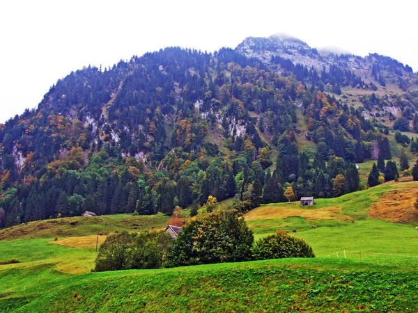 Дерева Суміші Лісу Obertoggenburg Регіоні Штайн Кантон Санкт Галлен Швейцарія — стокове фото