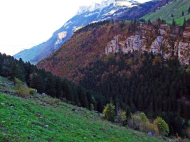 Alpstein sıradağları ve Appenzellerland bölgesindeki ağaçlar ve karışımormanlar - Appenzell Innerrhoden Kantonu (Ai), İsviçre