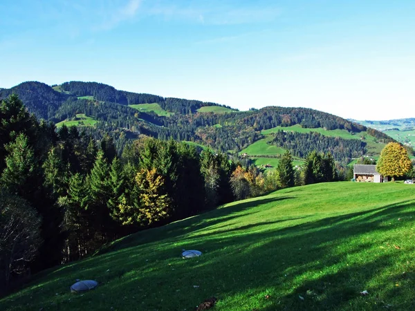 Trees Mixes Forests Alpstein Mountain Range Appenzellerland Region Canton Appenzell — Stock Photo, Image