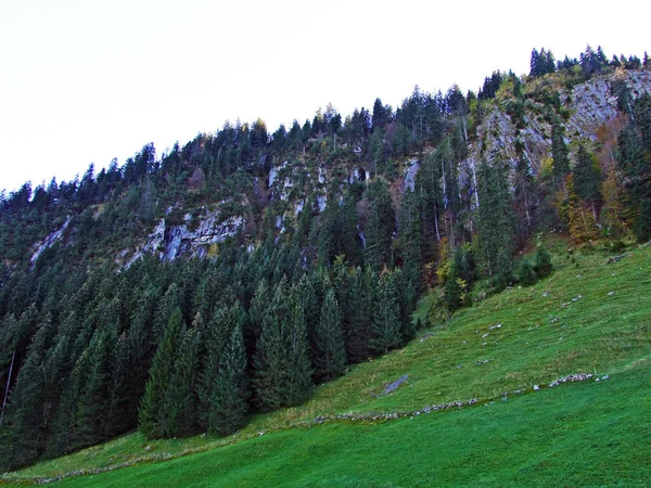 Träd Och Blandar Skogar Bergskedjan Alpstein Och Regionen Appenzellerland Kantonen — Stockfoto