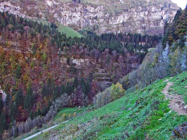 Bomen Mengt Bossen Alpsteinberg Keten Regio Appenzellerland Kanton Appenzell Innerrhoden — Stockfoto