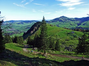 Alpstein sıradağları ve Appenzellerland bölgesinde ağaçlar ve dökmeyen ormanlar - Appenzell Innerrhoden Kantonu (Ai), İsviçre