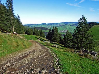 Alpstein sıradağları ve Appenzellerland bölgesinde ağaçlar ve dökmeyen ormanlar - Appenzell Innerrhoden Kantonu (Ai), İsviçre