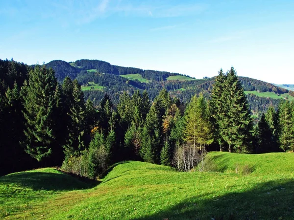 Träd Och Städsegröna Skogar Bergskedjan Alpstein Och Regionen Appenzellerland Kantonen — Stockfoto