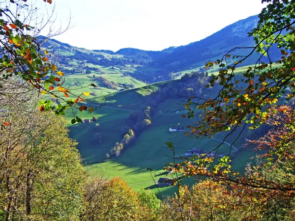 Drzewa Lasy Liściaste Wczesnym Spadku Górach Alpstein Regionie Appenzellerland Canton — Zdjęcie stockowe