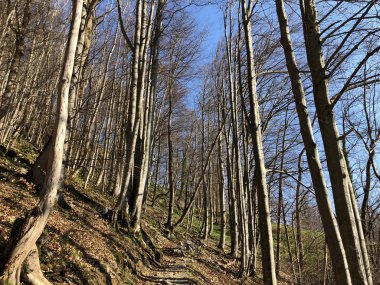 Appenzellerland bölgesinde yaprak döken ağaçlar ve erken bahar ormanları ve Schwende dere vadisi - Appenzell Innerrhoden Kantonu (Ai), İsviçre