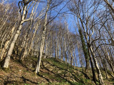 Appenzellerland bölgesinde yaprak döken ağaçlar ve erken bahar ormanları ve Schwende dere vadisi - Appenzell Innerrhoden Kantonu (Ai), İsviçre