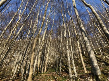 Appenzellerland bölgesinde yaprak döken ağaçlar ve erken bahar ormanları ve Schwende dere vadisi - Appenzell Innerrhoden Kantonu (Ai), İsviçre